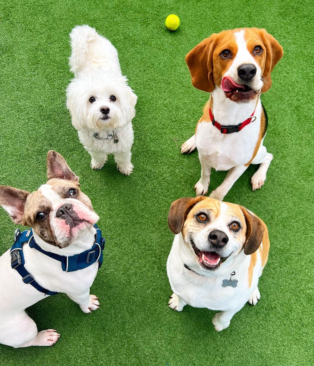 Dogs at Ooohh Yeah